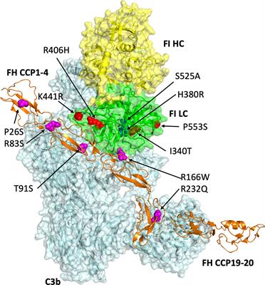 A novel method for real-time analysis of the complement C3b:FH:FI complex reveals dominant negative CFI variants in age-related macular degeneration